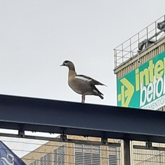 Alopochen aegyptiaca