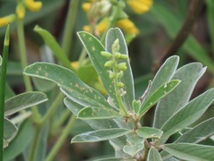 Eriosema psoraleoides