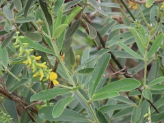 Eriosema psoraleoides