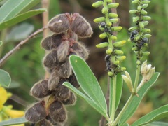 Eriosema psoraleoides