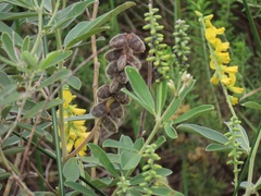 Eriosema psoraleoides