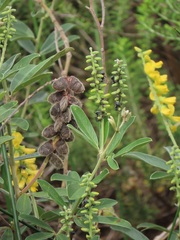 Eriosema psoraleoides