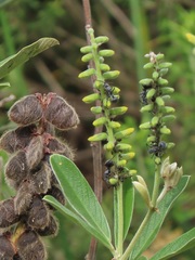 Eriosema psoraleoides