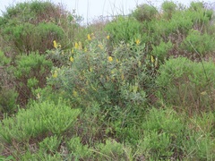 Eriosema psoraleoides