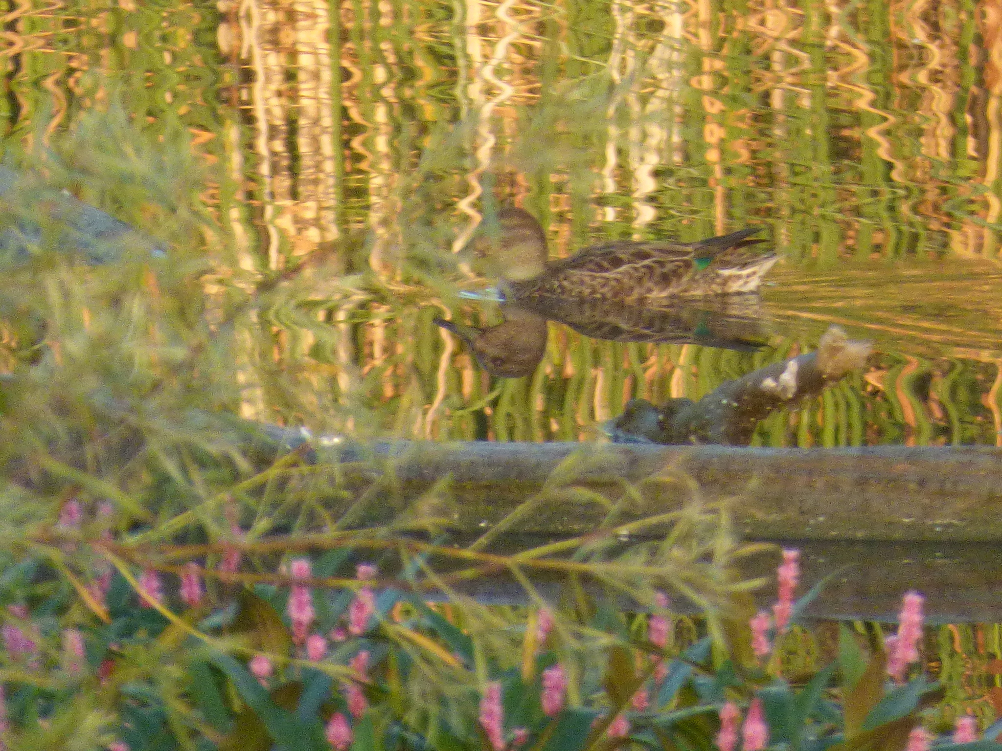 Green-winged Teal