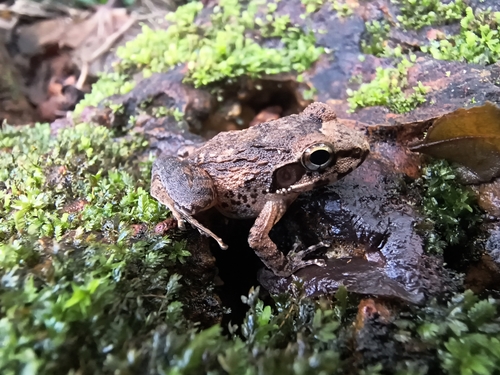 Netravali Leaping Frog, Indirana salelkari