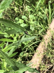 Coccinellidae