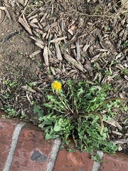 Taraxacum officinale