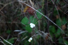 Symphoricarpos albus