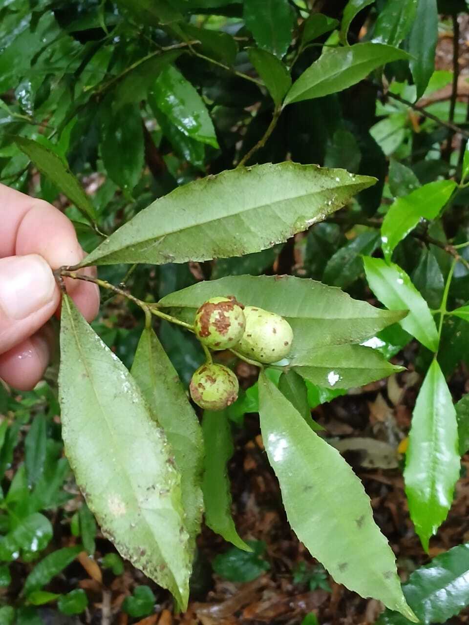 Hennecartia omphalandra