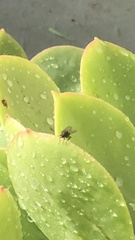 Calyptratae