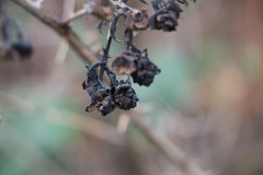 Magnoliopsida