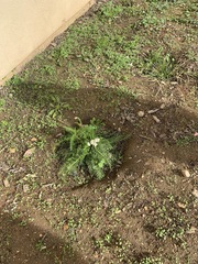 Achillea millefolium