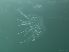 Cyclosalpa bakeri