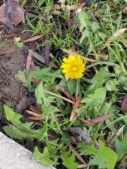 Taraxacum