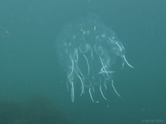 Cyclosalpa bakeri