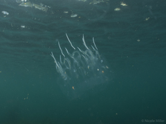 Cyclosalpa bakeri
