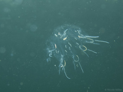 Cyclosalpa bakeri