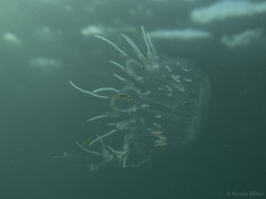Cyclosalpa bakeri