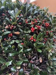 Ilex