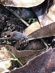 Jadera haematoloma