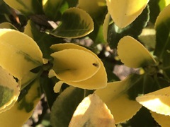Diptera