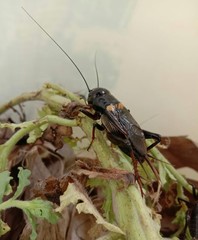 Orthoptera