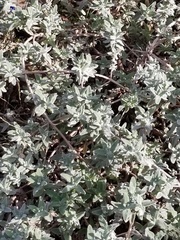 Salvia