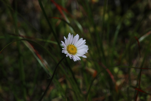 Wandering daisy (Erigeron peregrinus)