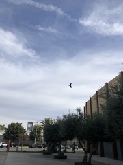 Corvus