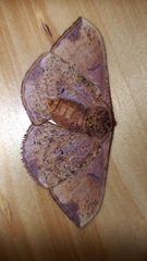 Goodia kuntzei