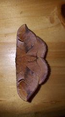 Goodia kuntzei