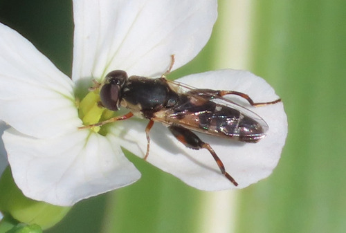 Unknown species found near Hubble Acres, South Valley, NM 87105, USA