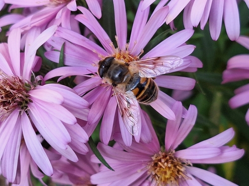 Unknown species found near McCall, ID 83638, USA