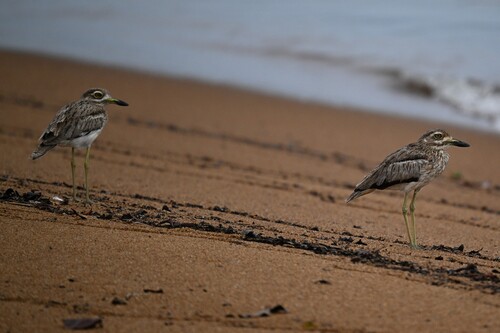 Water Thick-knee