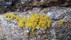 Polycauliona coralloides