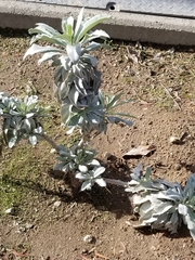 Salvia apiana