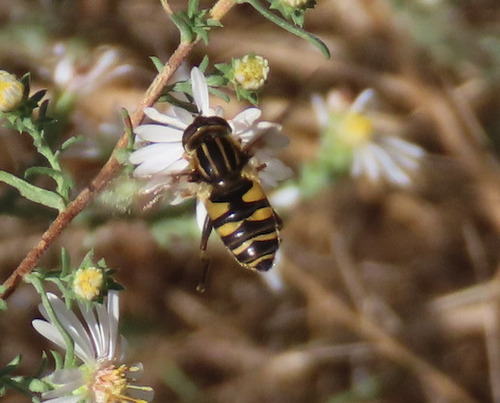 Unknown species found near Hubble Acres, South Valley, NM 87105, USA