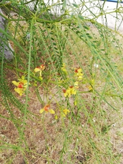 Parkinsonia aculeata