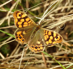 Pararge aegeria aegeria