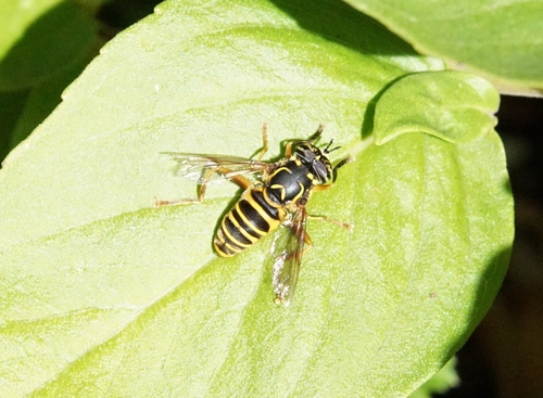 Unknown species found near Massachusetts, US