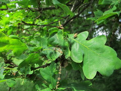 Rhabdomiris striatellus