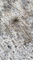 Oecobius