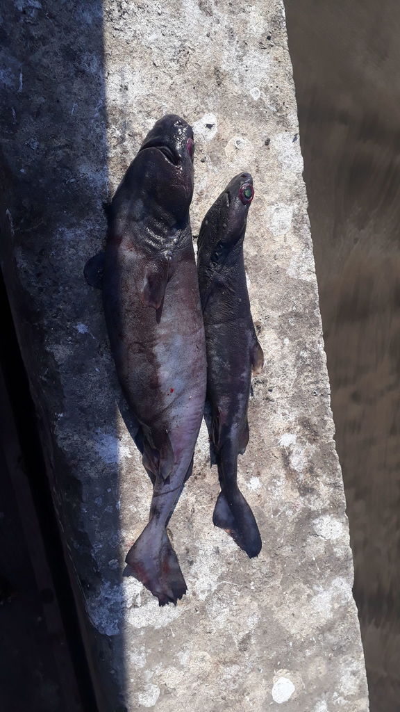 Aculeola