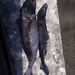 Hooktooth Dogfish - Photo (c) Ignacio Contreras, some rights reserved (CC BY-NC), uploaded by Ignacio Contreras