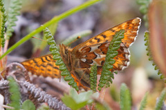 Boloria freija