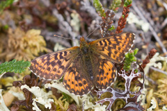 Boloria freija