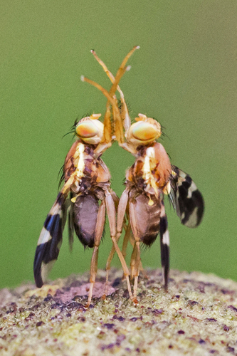 Walnut Husk Maggot Fly photo 3