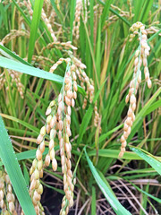Oryza sativa