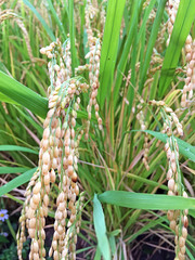 Oryza sativa